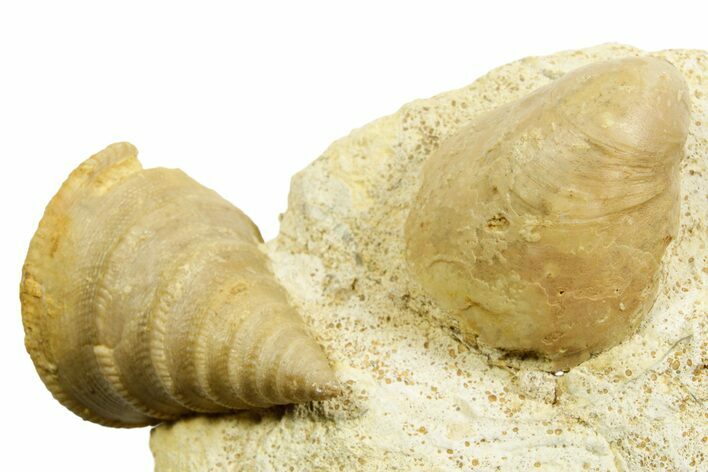 Jurassic Sea Snail (Pyrgotrochus) and Brachiopod Fossil - France #367867